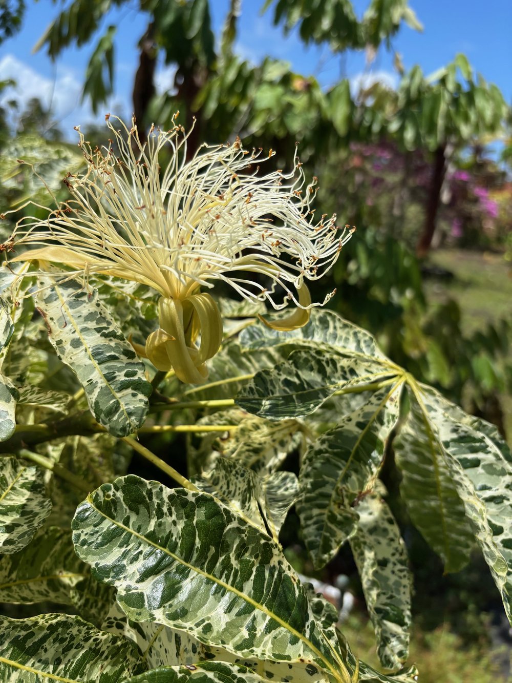 Pachira glabra variegata (Malabar Chestnut) — Vintage Green Farms